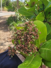 Anacardium occidentale