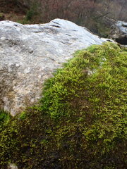 Hygrohypnum luridum