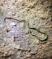Boiga flaviviridis
