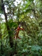 Micrathena guerini