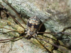Leiobunum limbatum