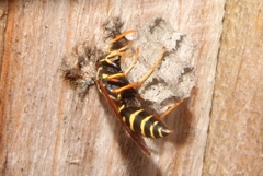 Polistes