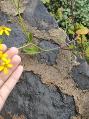 Senecio angulatus image