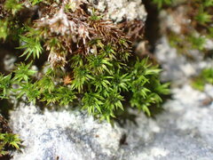 Hydrogonium croceum