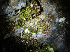 Hydrogonium croceum