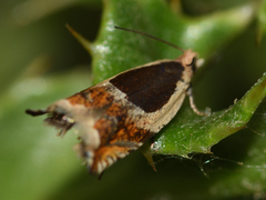 Ancylis badiana