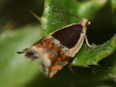 Ancylis badiana