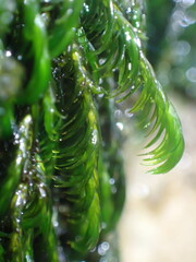 Cinclidotus aquaticus