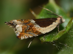 Ancylis badiana