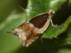 Ancylis badiana