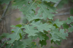 Quercus buckleyi