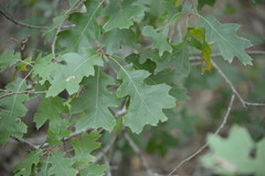 Quercus buckleyi