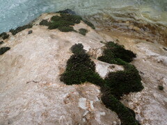 Cinclidotus riparius