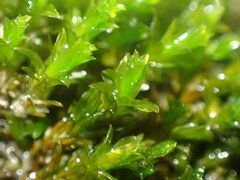 Cinclidotus riparius