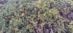 Genista tridentata