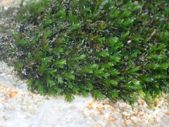 Cinclidotus riparius