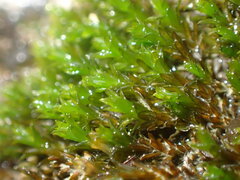 Cinclidotus riparius