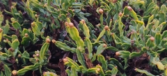 Genista tridentata