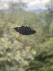 Symmachia