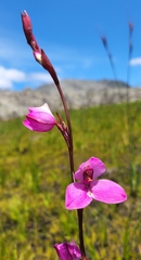 Disa racemosa