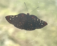 Symmachia