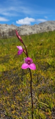 Disa racemosa