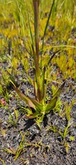 Disa racemosa