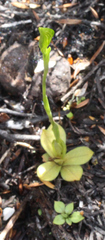 Pterostylis tasmanica
