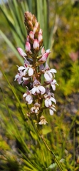 Satyrium rhynchanthum