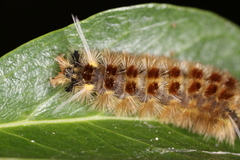 Lophocampa