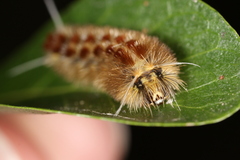 Lophocampa
