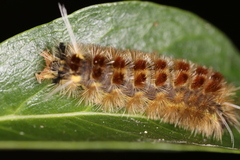 Lophocampa