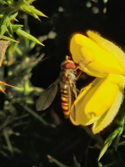 Episyrphus balteatus