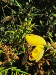 Episyrphus balteatus