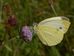 Pieris