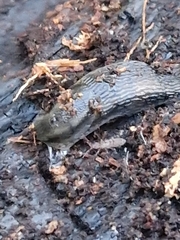 Arion hortensis