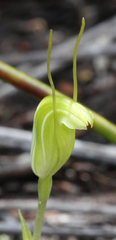 Pterostylis puberula