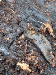 Arion hortensis