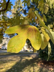 Ficus carica