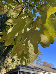 Ficus carica