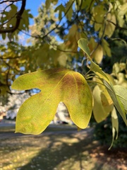 Ficus carica