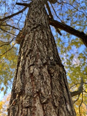 Ficus carica