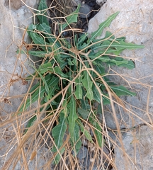 Launaea lanifera