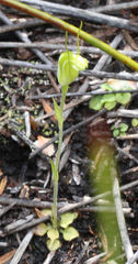 Pterostylis puberula