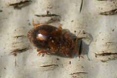 Rhyzobius chrysomeloides