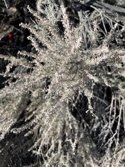 Angiospermae
