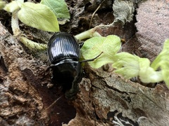 Aztecarpalus schaefferi