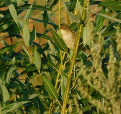 Acrocephalus dumetorum