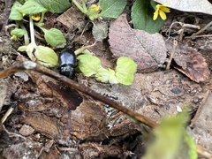 Aztecarpalus schaefferi