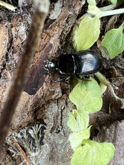 Aztecarpalus schaefferi